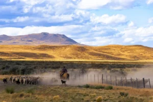 campo argentino con gauchos y horizonte abierto