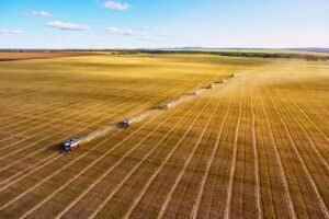 cosecha de trigo y ganado en argentina