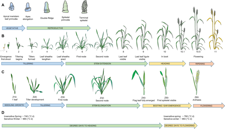 Cuáles son las principales fases fenológicas del trigo durante su cultivo