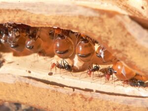 Por Qué Se Comparan Los Boludos Con Las Hormigas Según Maradona 17 hormigas trabajando en formacion natural